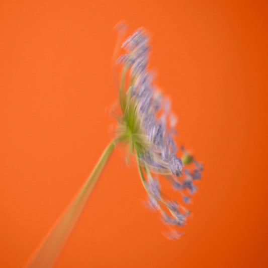 Nuori Biennale Eau de Parfum