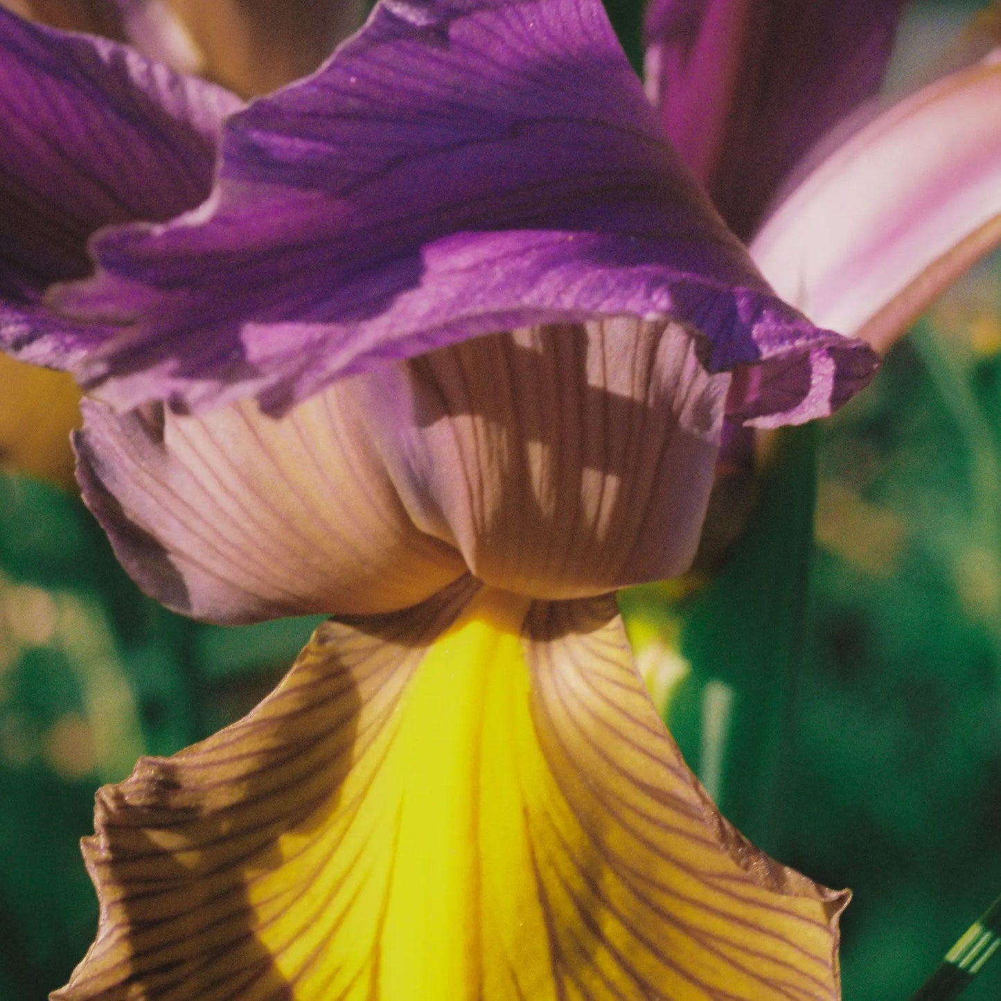 Abel Pink Iris Eau De Parfum