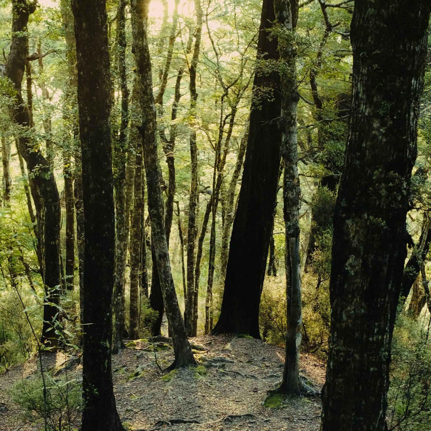 Abel Green Cedar Eau De Parfum