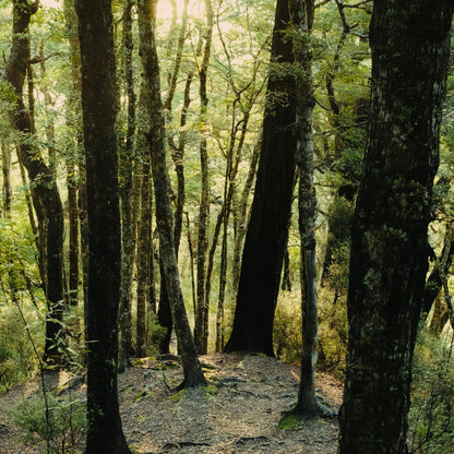 Abel Green Cedar Eau De Parfum