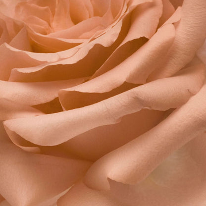 Abel Nurture Eau De Parfum