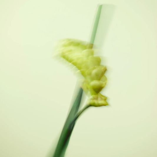 Nuori Shinrin Eau de Parfum